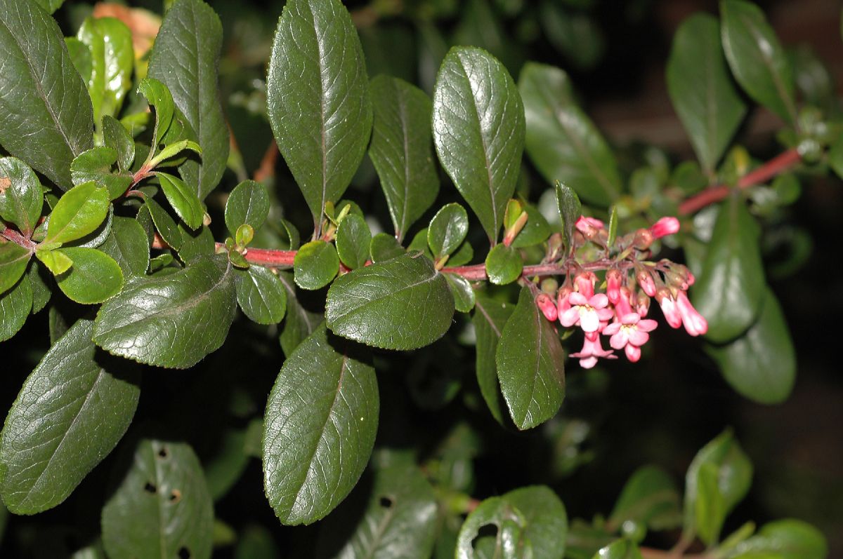 Представитель Семейства Grossulariaceae